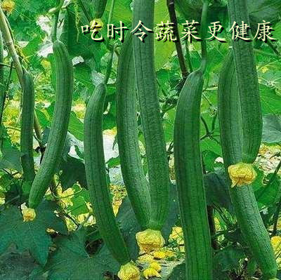 北京食堂承包公司（sī）告訴你吃時令蔬菜的（de）好處